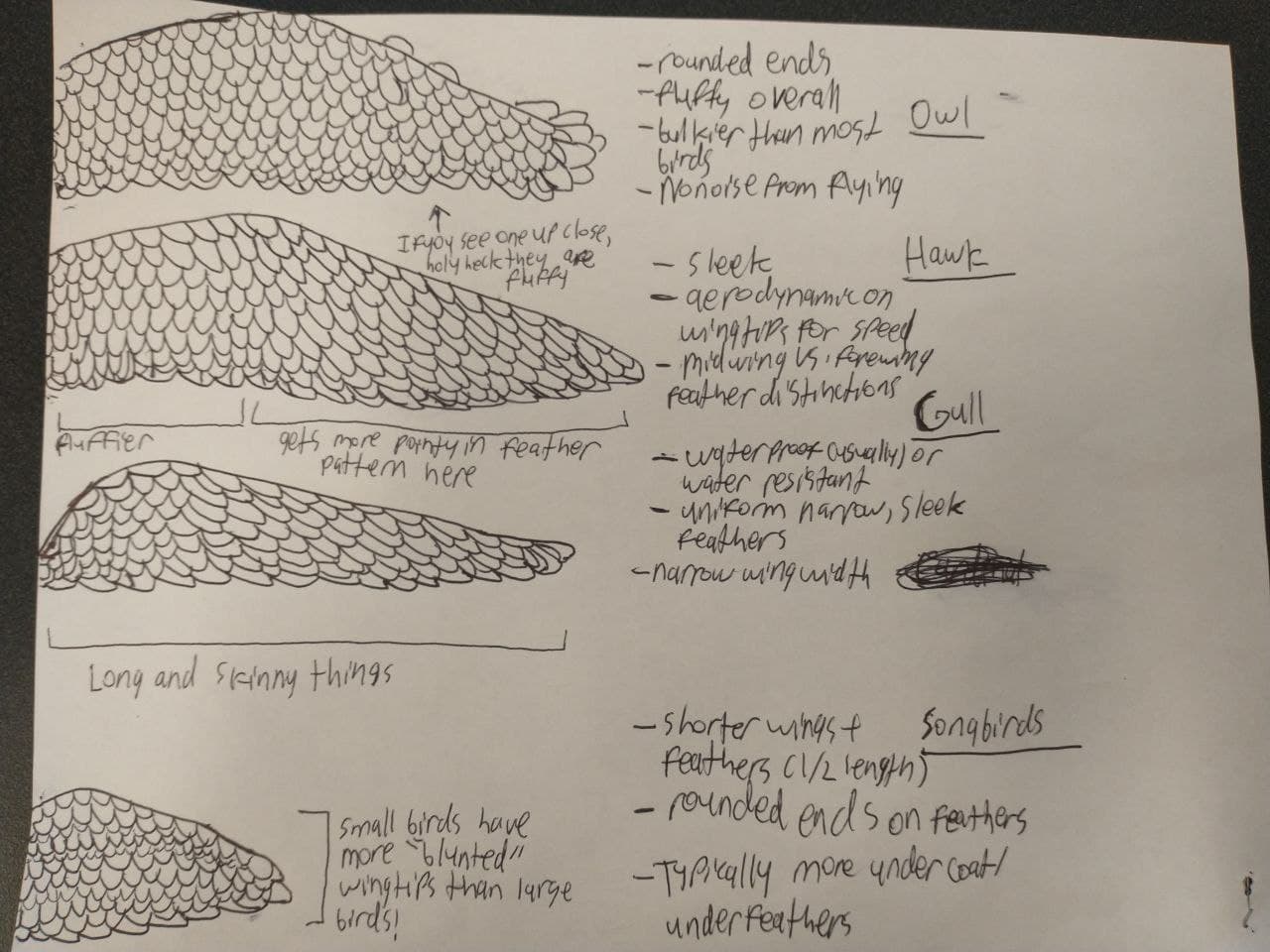 a study of the differences in wing shape and feather type between gull, raptor, owl, and songbird wings. In pencil to make the varying feather shape differences more distinct.